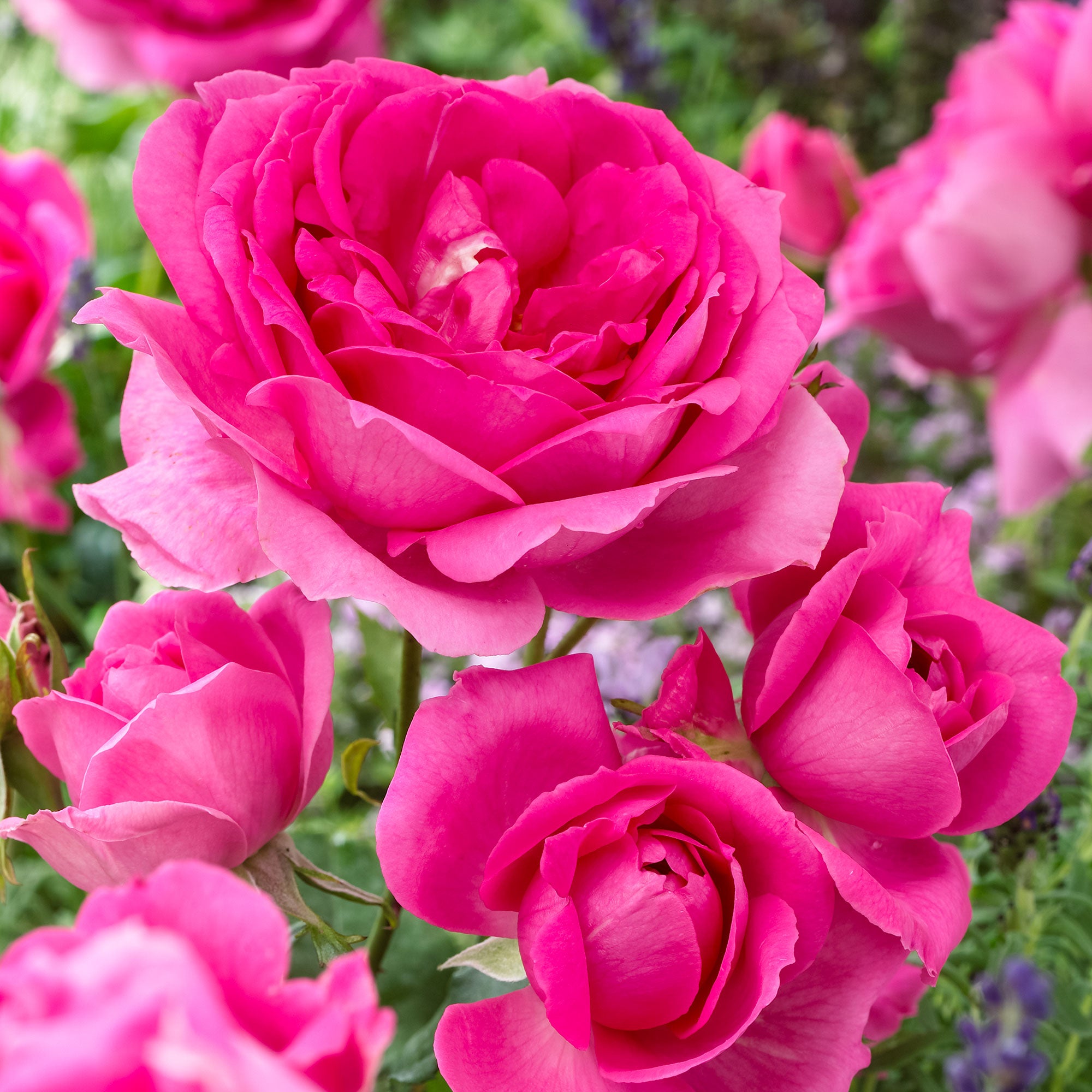Buy Spray rose Rosa 'Deutsche Welle' purple - Bare rooted - Hardy
