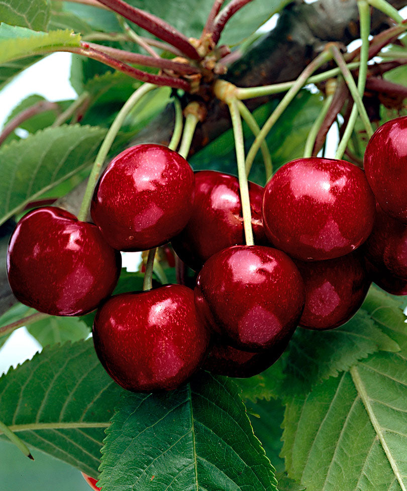 Cherry tree ‘Kordia‘ - Hardy plant
