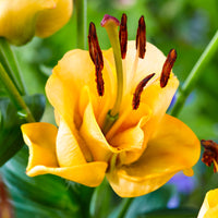 5x Double-flowered Lilies Lilium 'Apricot Fudge' yellow