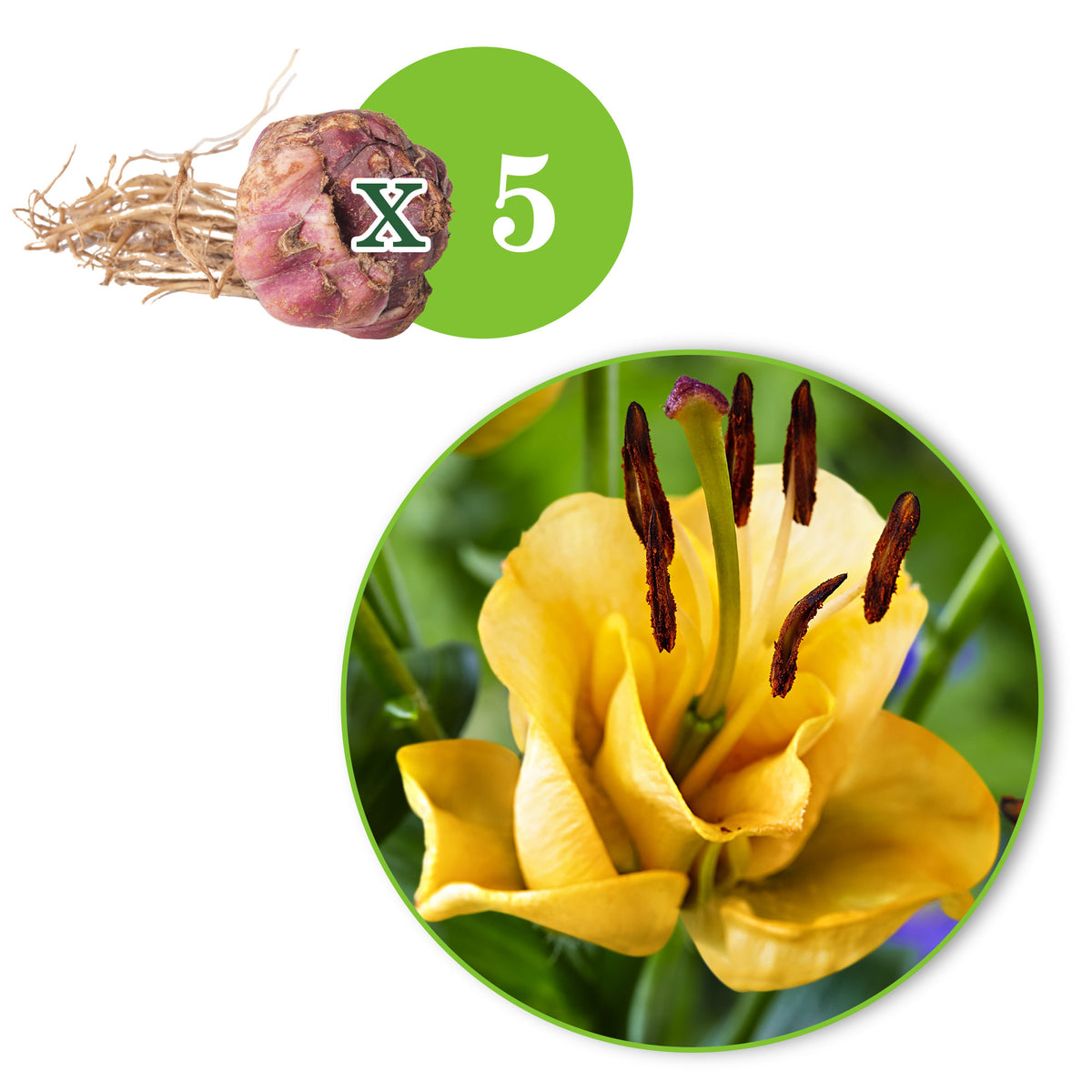 5x Double-flowered Lilies Lilium 'Apricot Fudge' yellow
