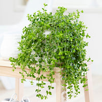 Peperomia 'Isabelle'  - Hanging plant