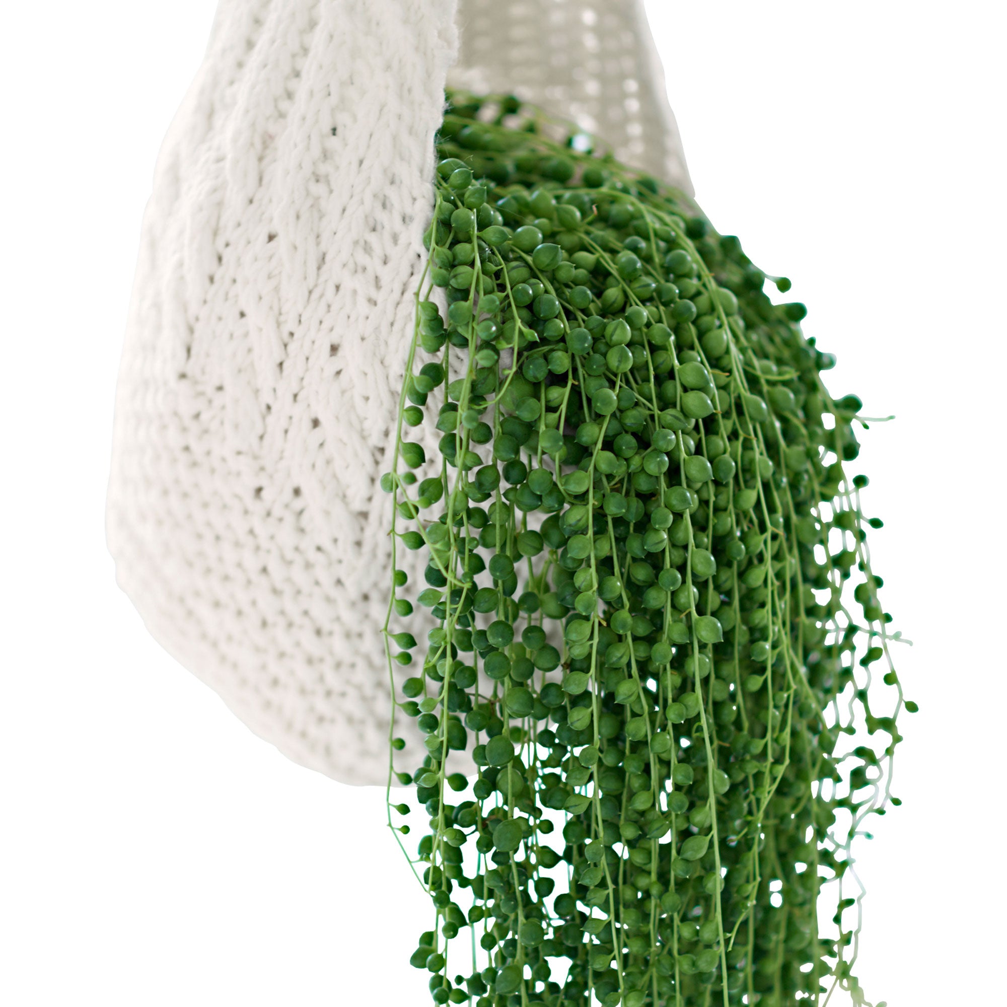 hanging plant looks like peas Buy house plants now Pea plant Senecio rowleyanus incl. plastic hanging pot - Hanging plant