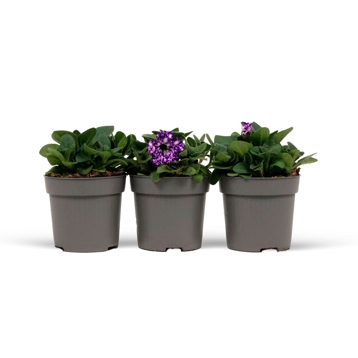 3x Petunia 'Night Sky'® Blue