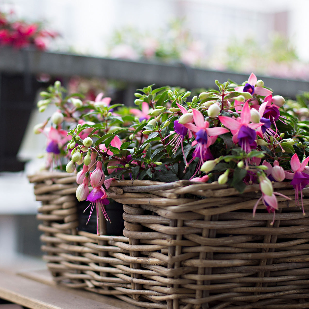 3x Fuchsia 'Mariska' purple-pink