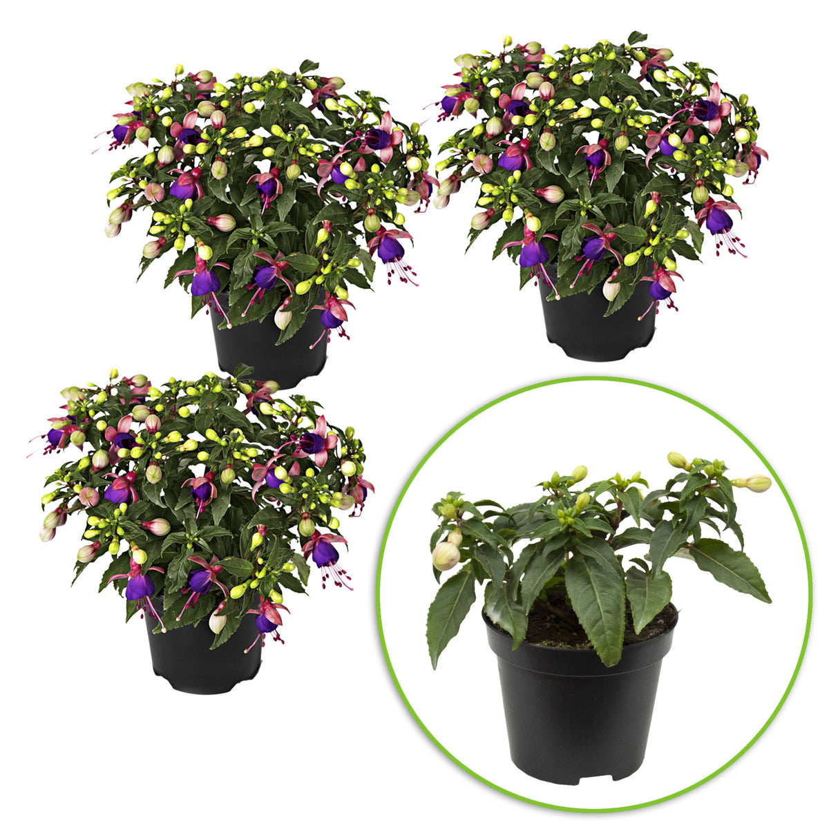 3x Fuchsia 'Mariska' purple-pink