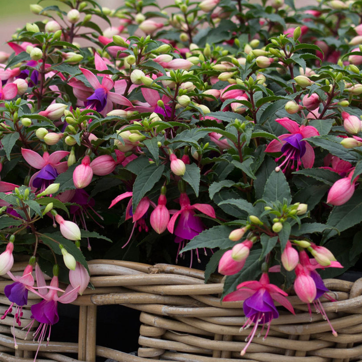 3x Fuchsia 'Mariska' purple-pink