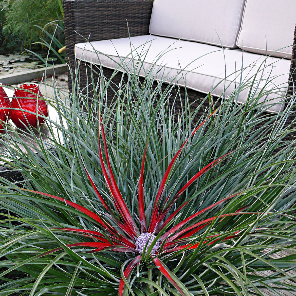 Bromelia Fascicularia 'Bicolor' Green-Red - Hardy plant