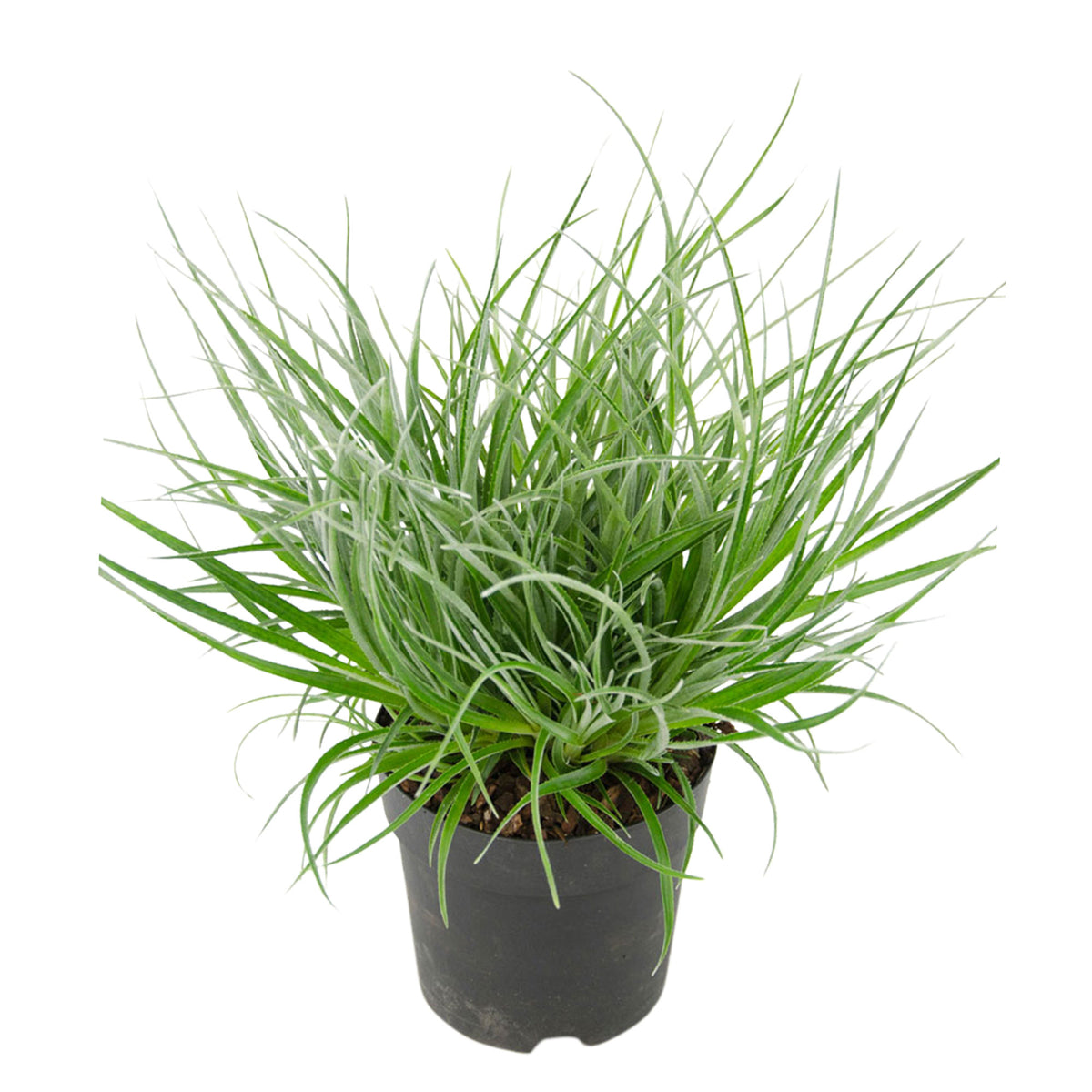 Bromelia Fascicularia 'Bicolor' Green-Red - Hardy plant