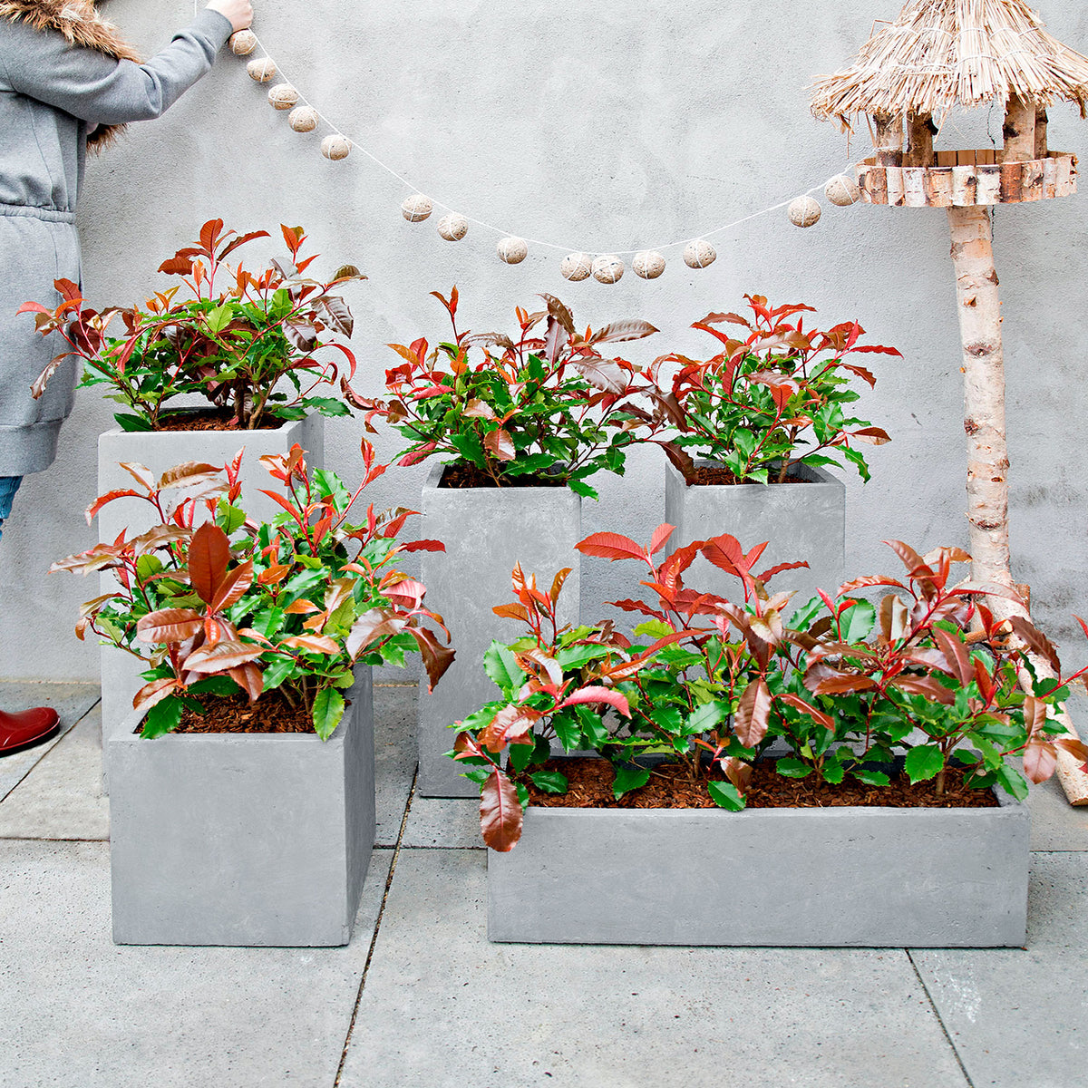 Photinia 'Magical Volcano' red - Hardy plant