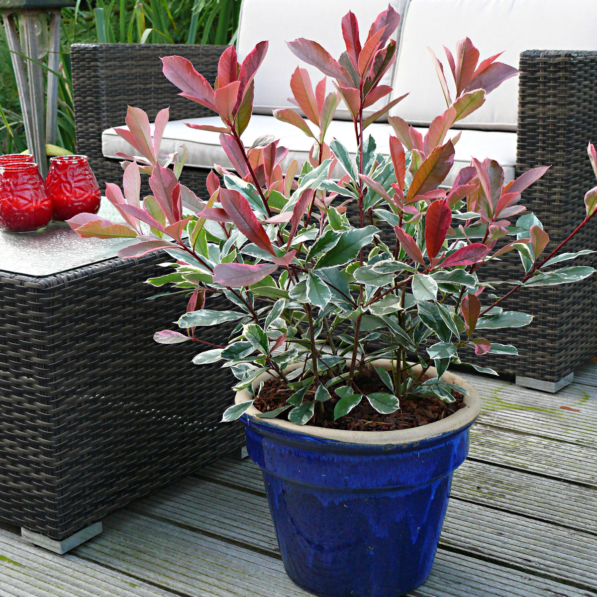 Photinia 'Pink Marble' pink - Hardy plant