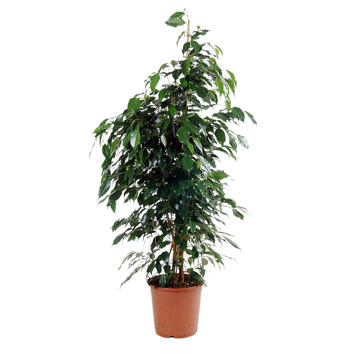 Weeping Fig Ficus benjamina 'Daniëlle'