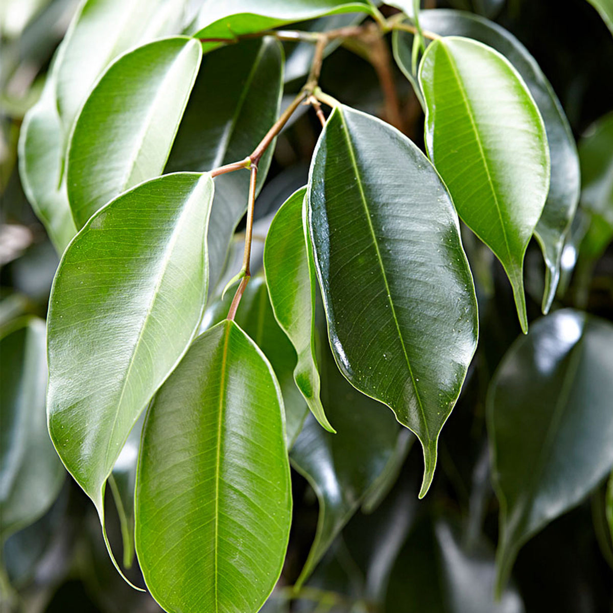 Weeping Fig Ficus benjamina 'Daniëlle'