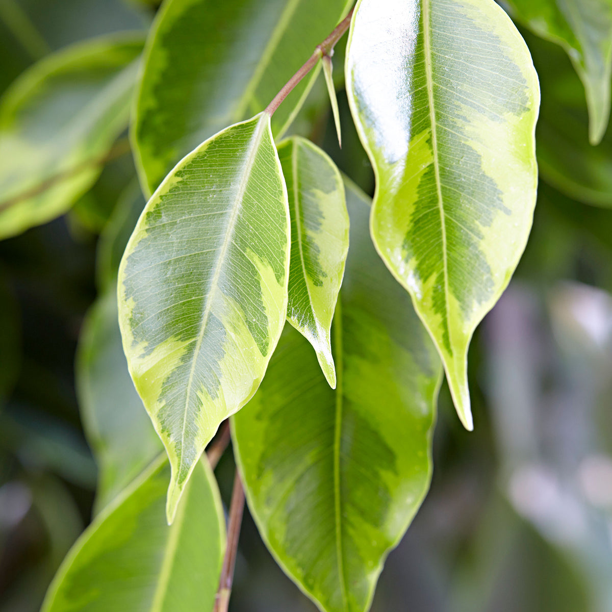Weeping Fig Ficus benjamina 'Anastasia'
