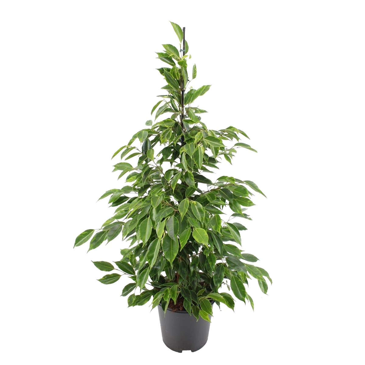 Weeping Fig Ficus benjamina 'Anastasia'