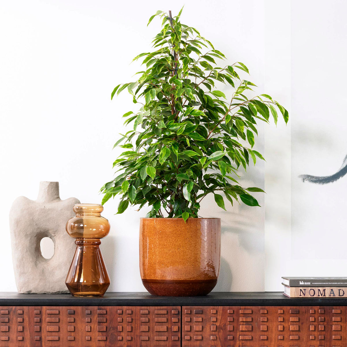 Weeping Fig Ficus benjamina 'Anastasia'