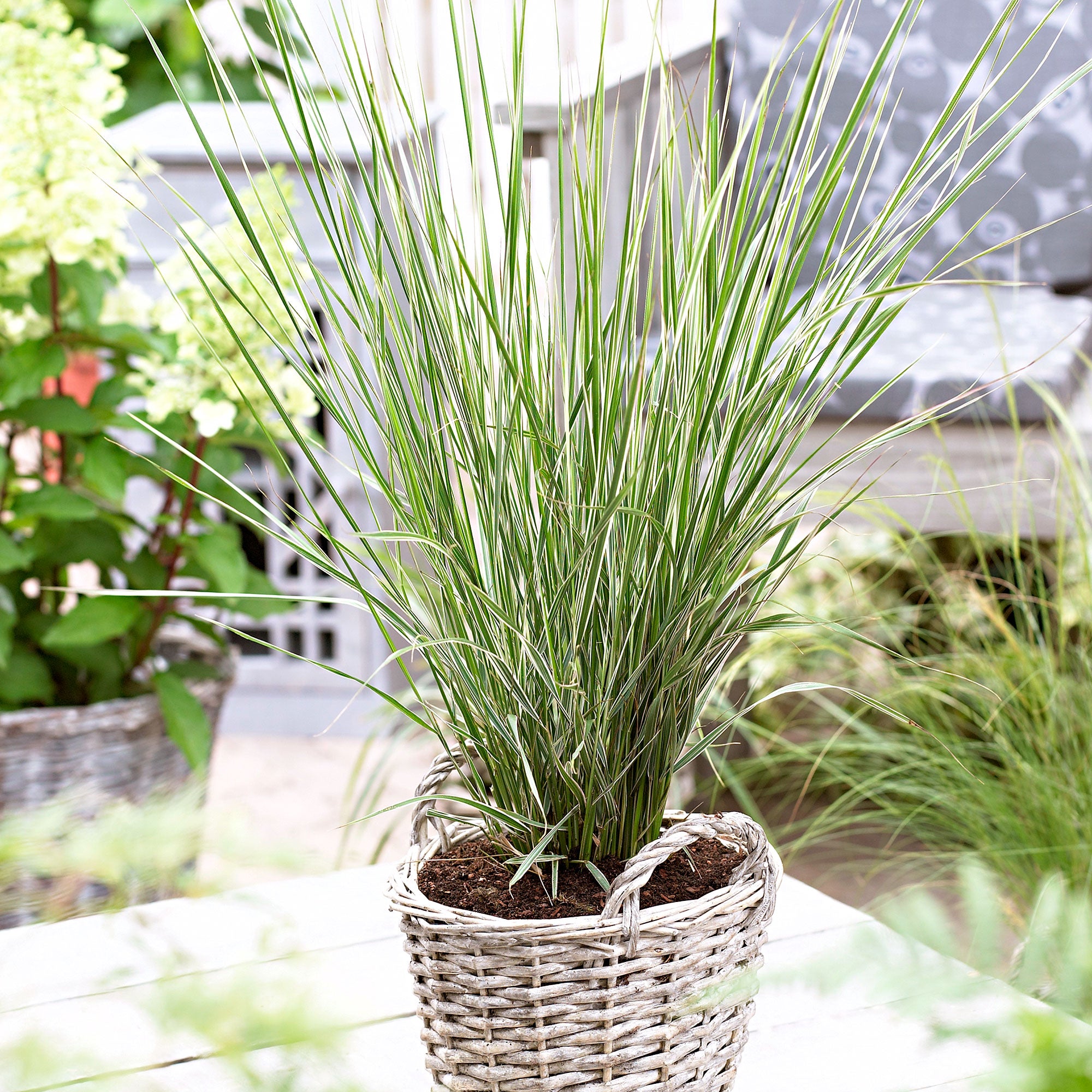 Buy Ornamental Grass Feather reed grass Calamagrostis 'Overdam' green