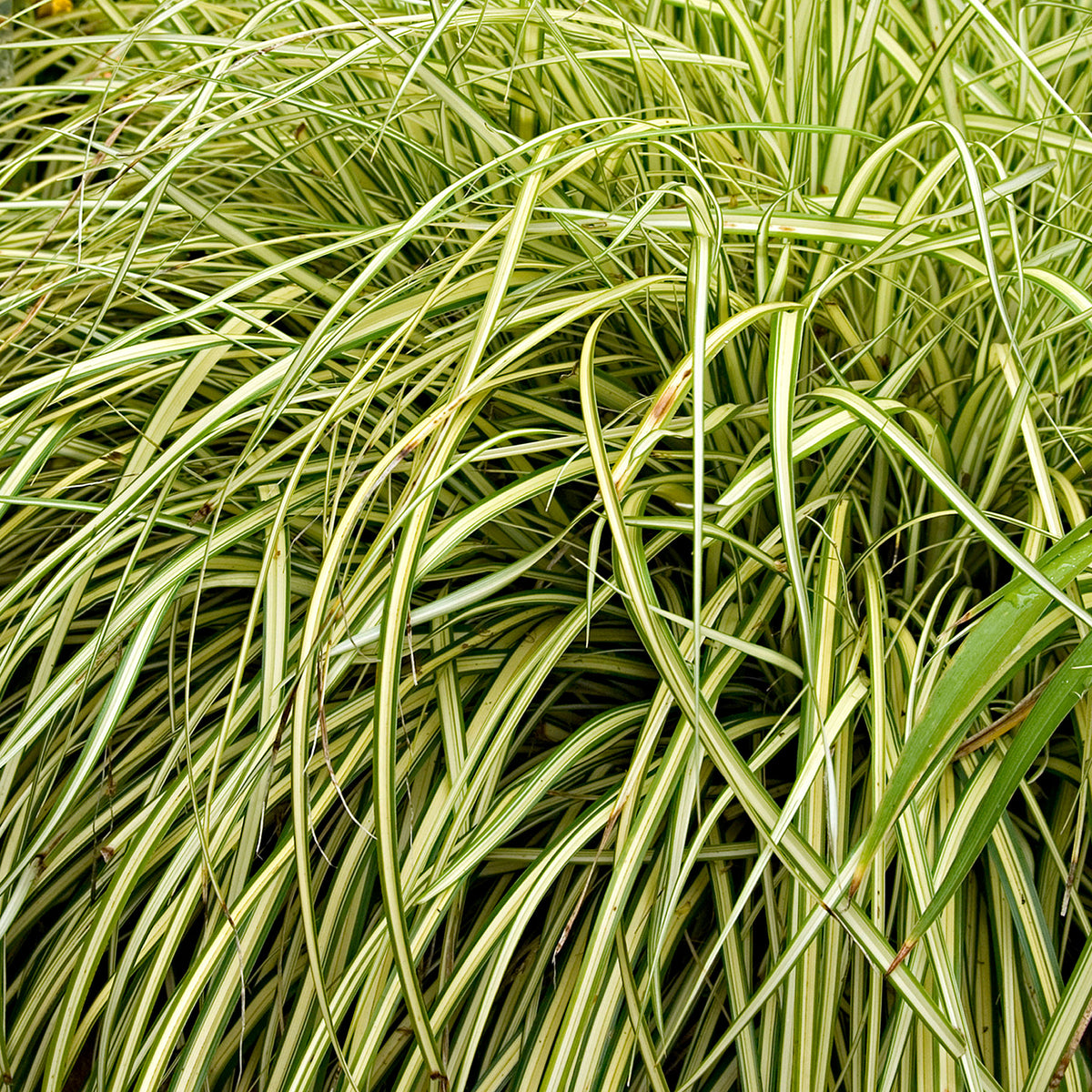 Sedge 'Evergold' yellow-green - Hardy plant