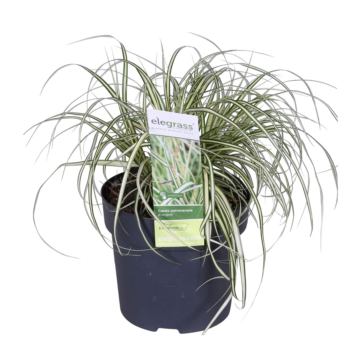 Sedge 'Evergold' yellow-green - Hardy plant