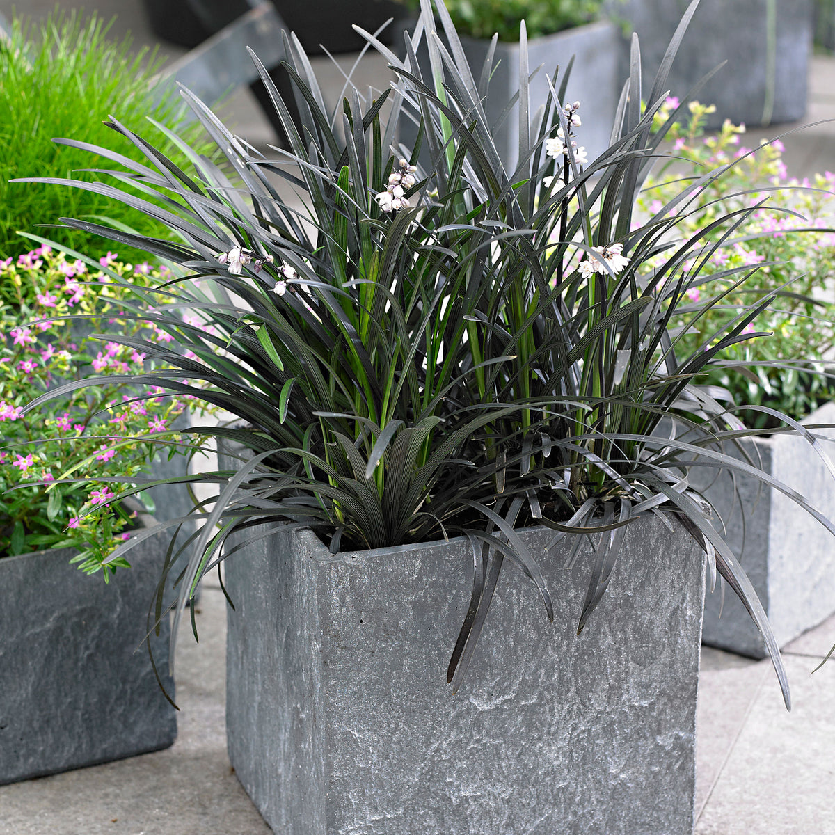 Ophiopogon 'Nigrescens' Green-White - Hardy plant