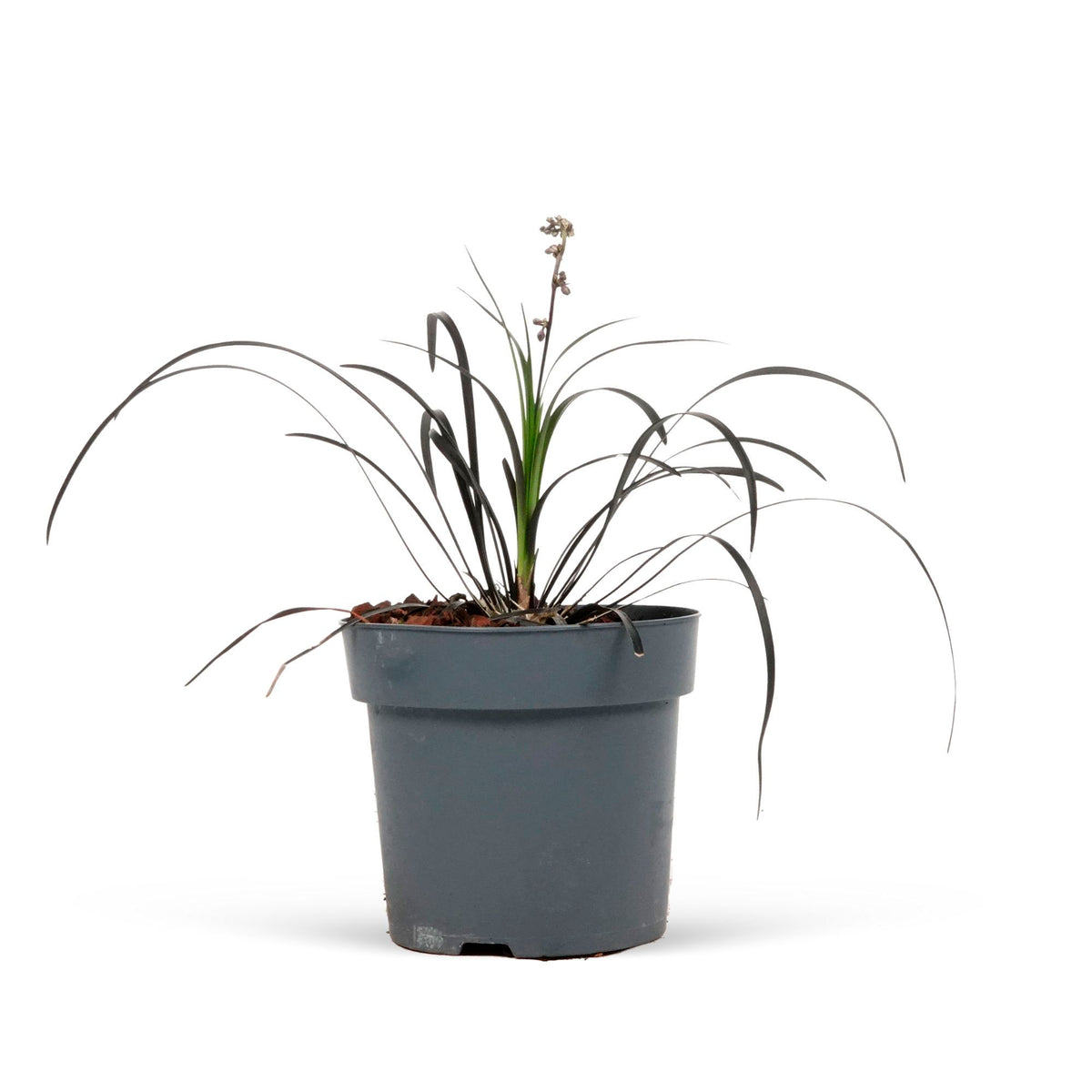 Ophiopogon 'Nigrescens' Green-White - Hardy plant