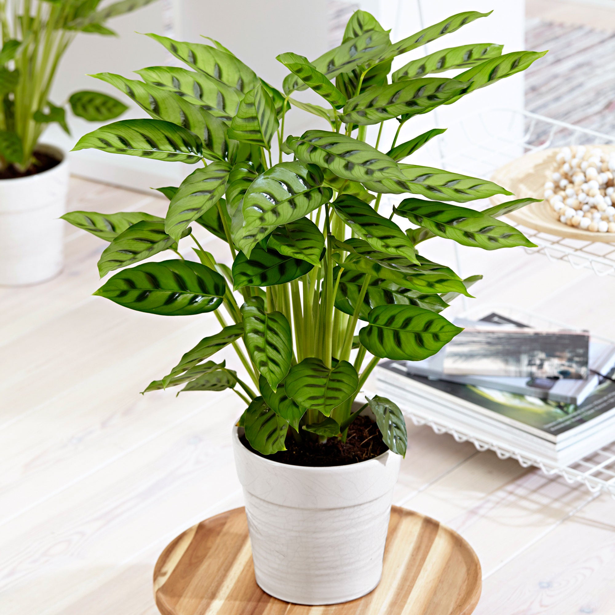 Calathea leopardina