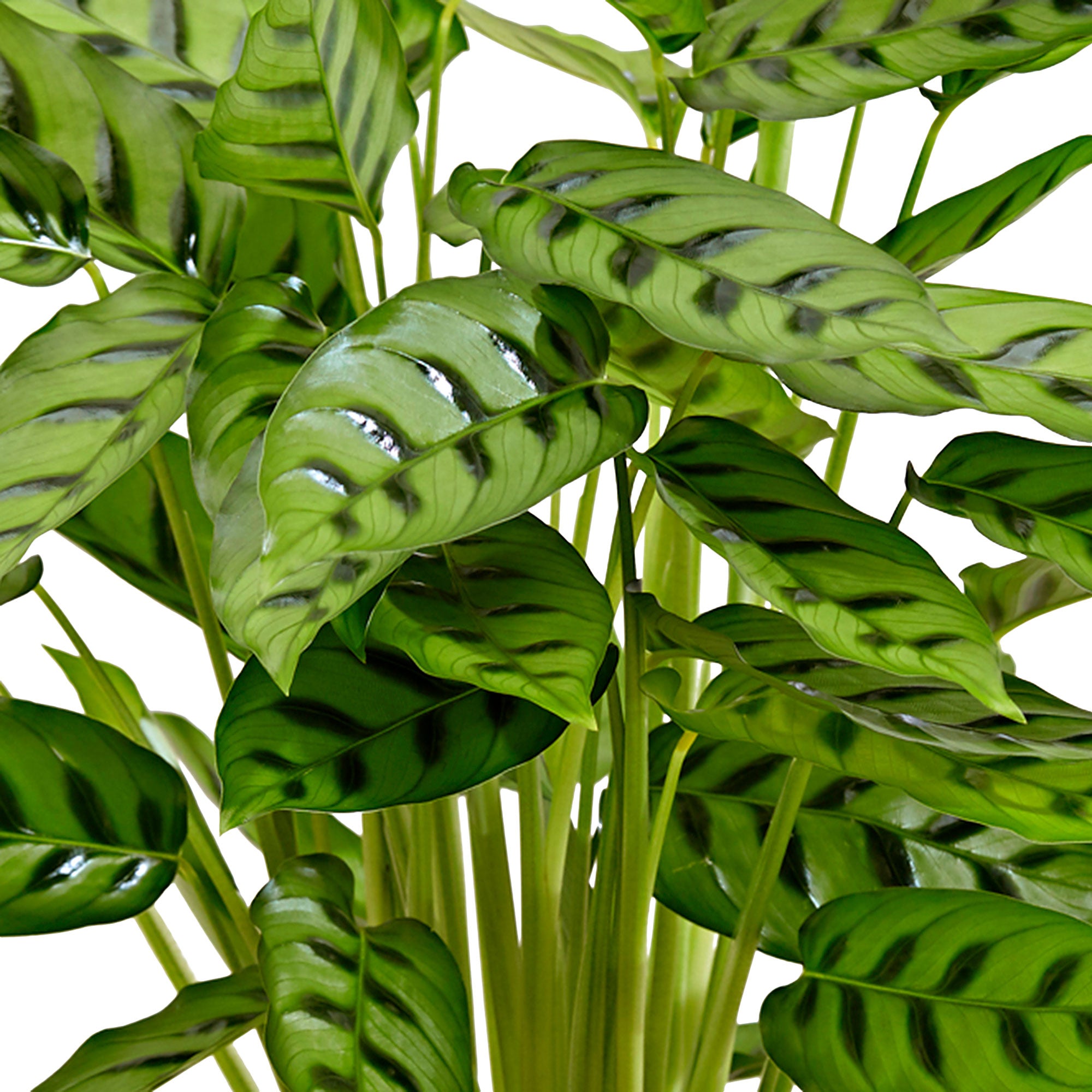 calathea leopardina care Calathea leopardina