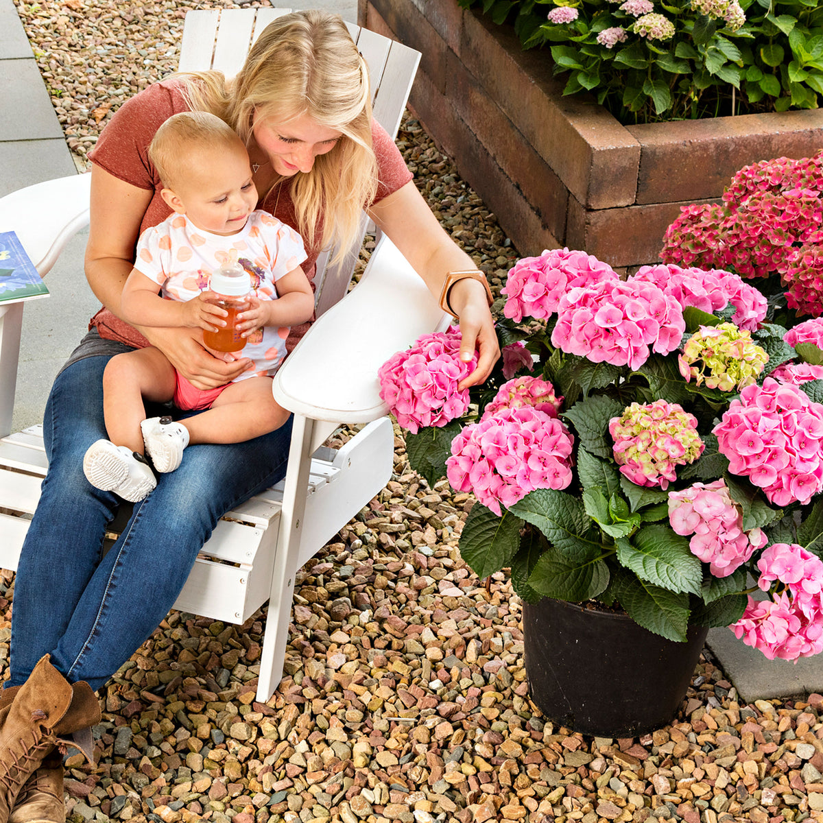 Bigleaf hydrangea Hydrangea 'Dolce Chic' Pink - Hardy plant