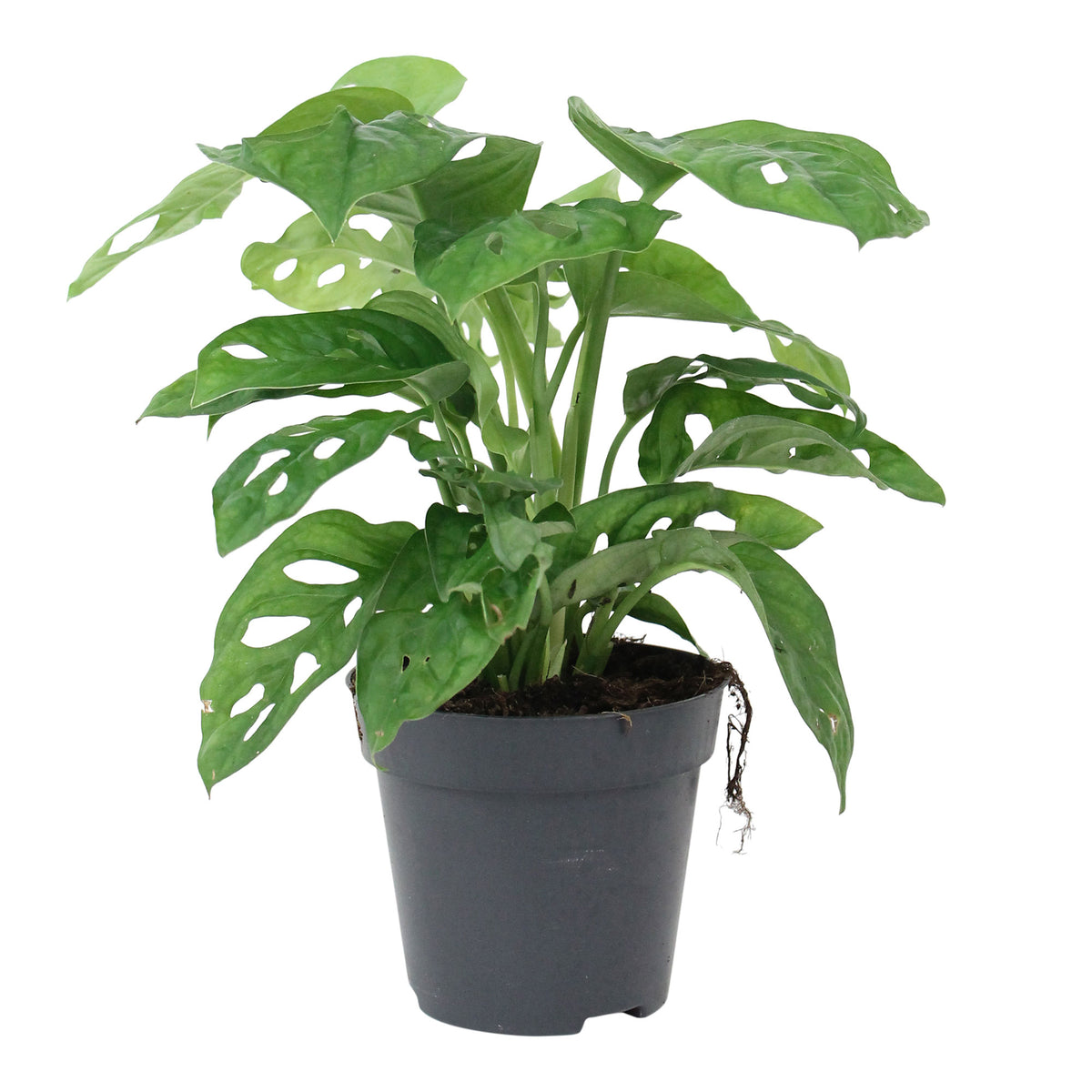 Swiss cheese plant Monstera 'Monkey Leaf' - Hanging plant