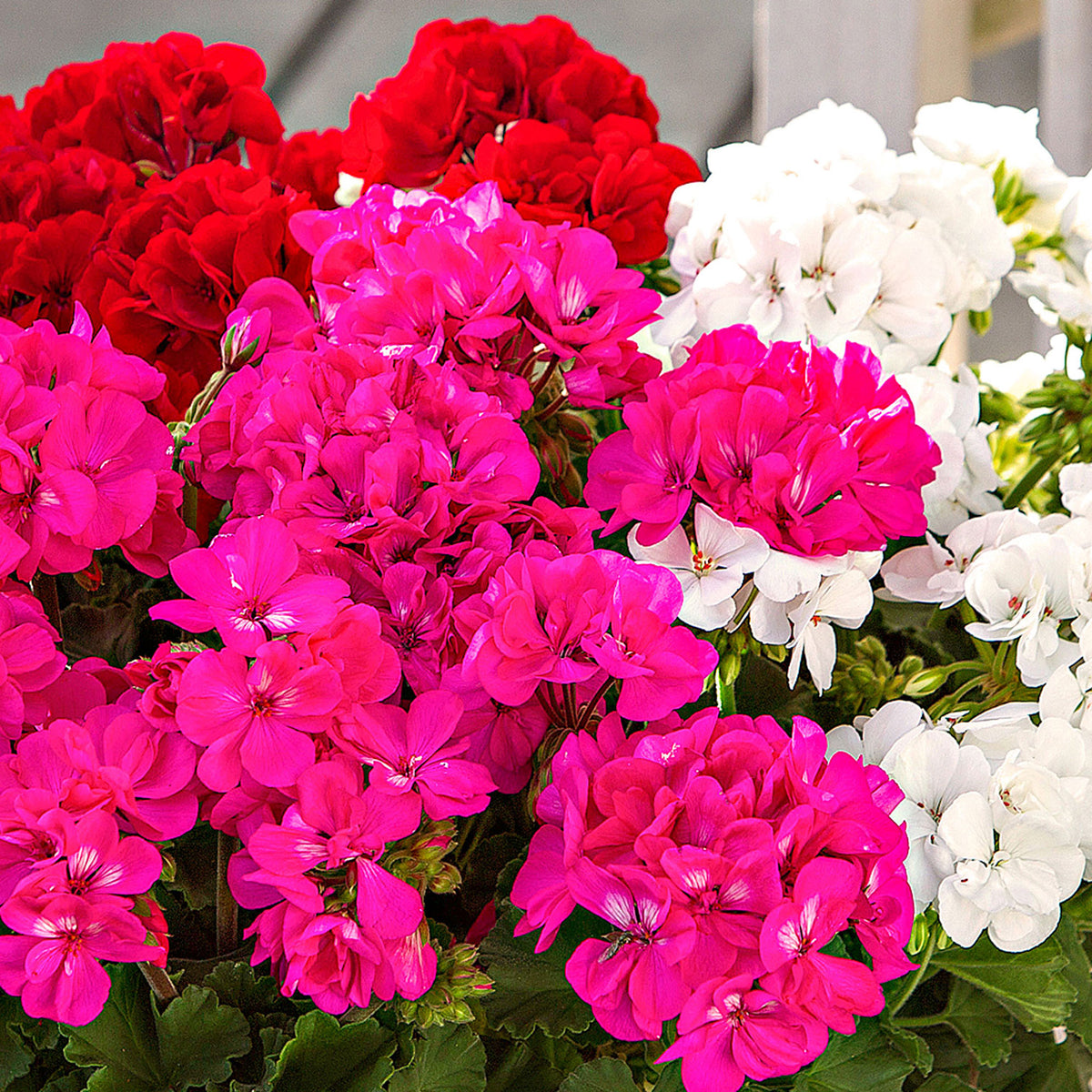3x Geraniums Pelargonium 'Toscana' pink-red-white