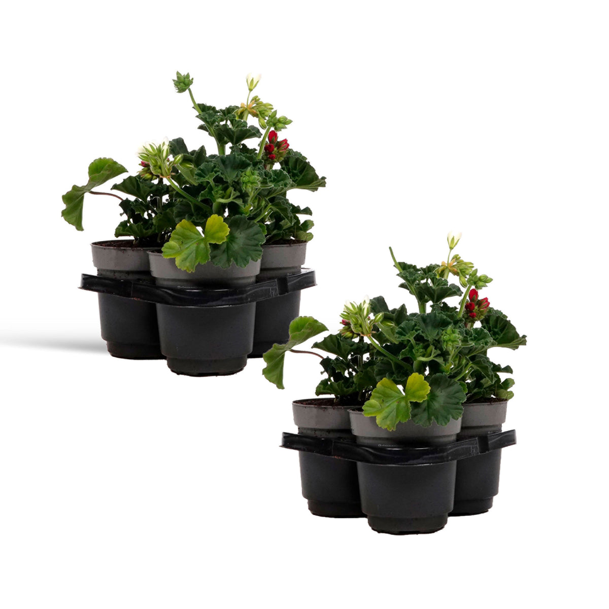 3x Geraniums Pelargonium 'Toscana' pink-red-white