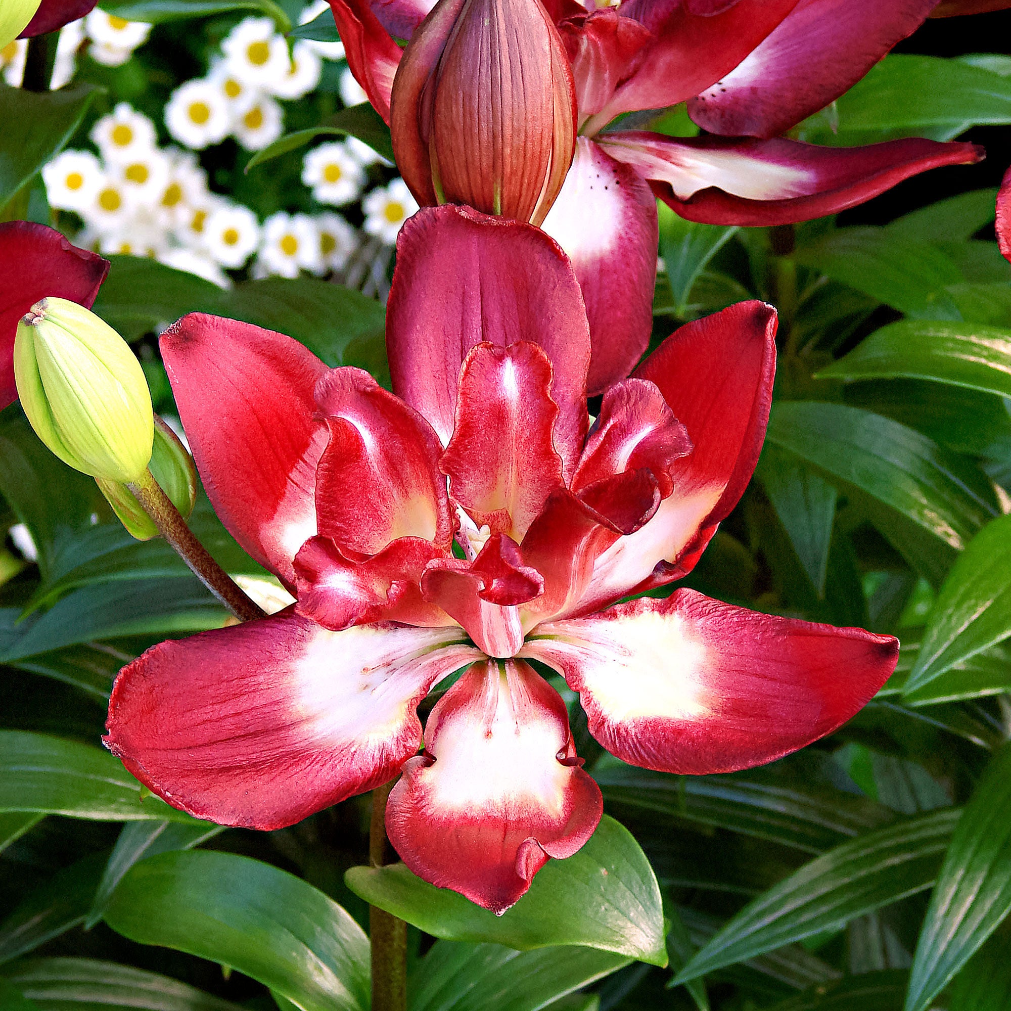 asiatic lily double sensation 5x Double-flowered Lilies Lilium 'Double Sensation' red-white