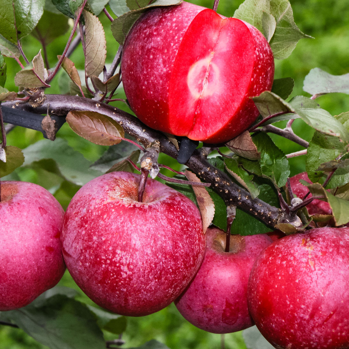 Apple tree ‘Marisa‘ - Hardy plant