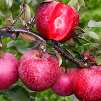 Apple tree ‘Marisa‘ - Hardy plant