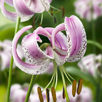 3x Lily purple-white