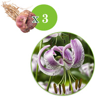 3x Lily purple-white