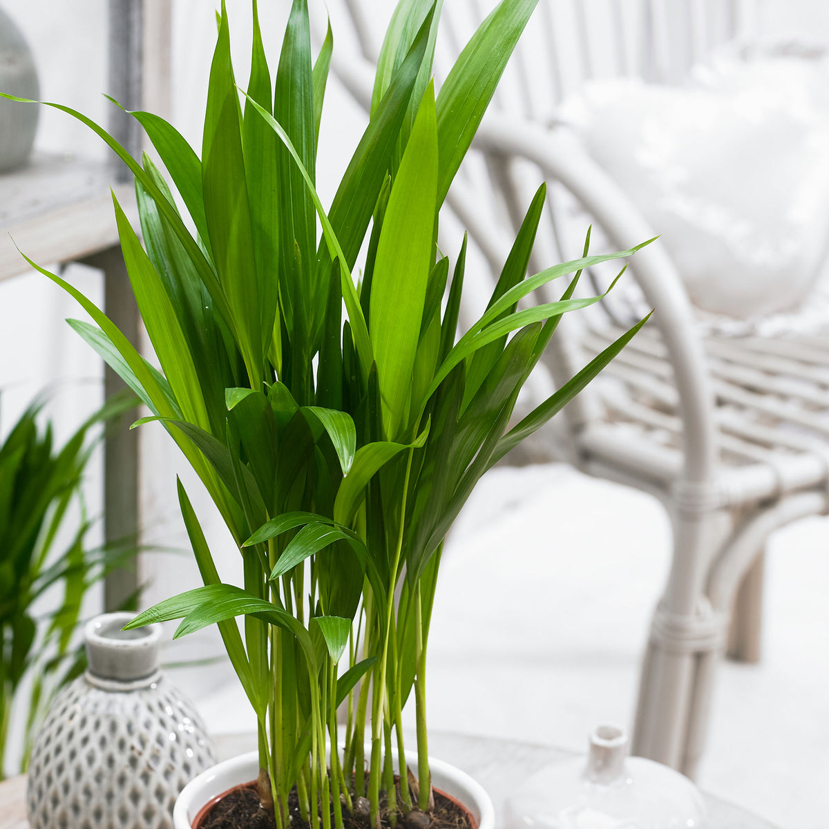 Areca palm Dypsis lutescens with decorative anthracite pots