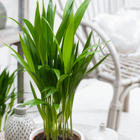 Areca palm Dypsis lutescens with decorative white pots