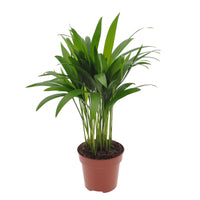 Areca palm Dypsis lutescens