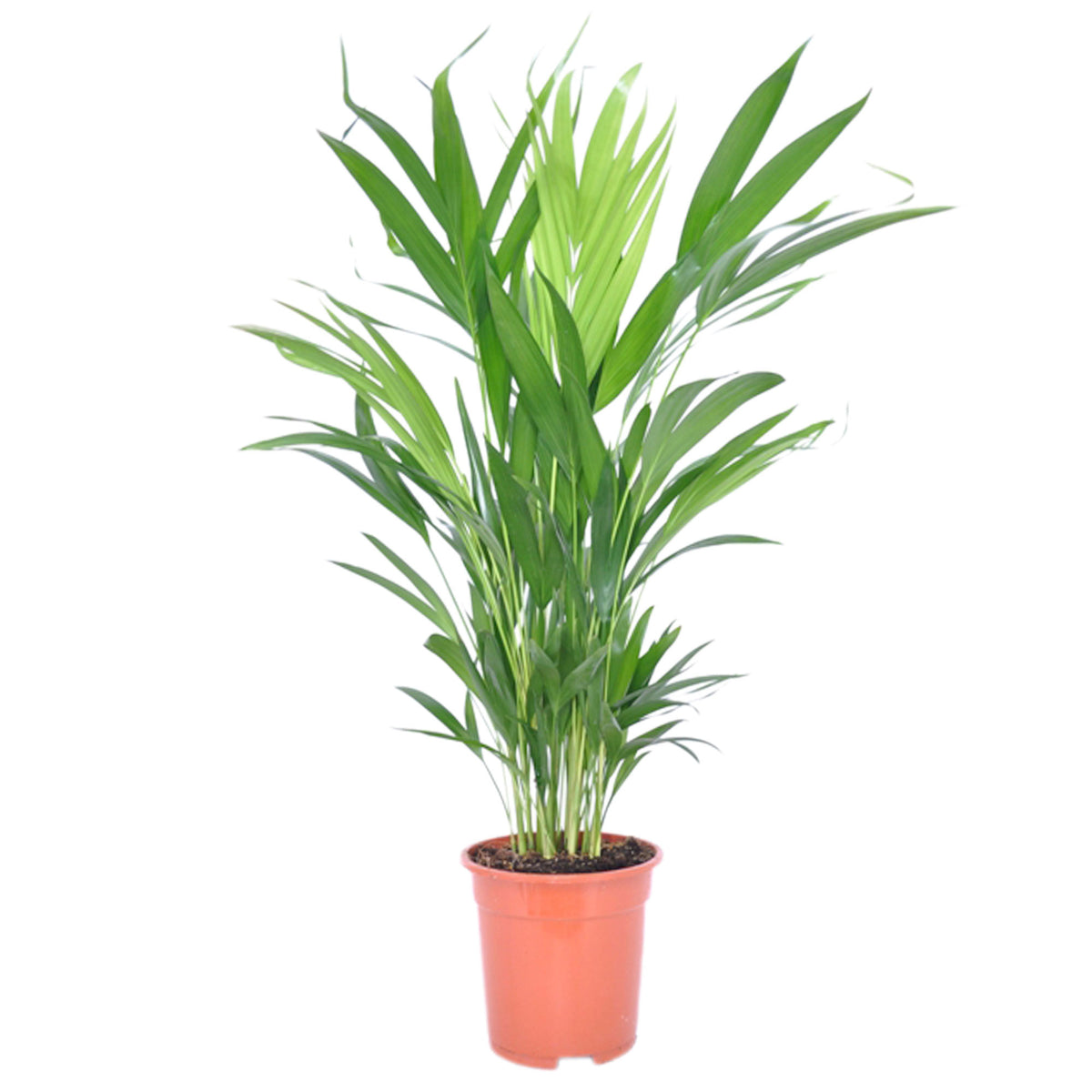 Areca palm Dypsis lutescens