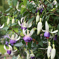 3x Fuchsia 'Delta Sarah' purple-white - Hardy plant