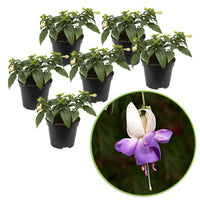 3x Fuchsia 'Delta Sarah' purple-white - Hardy plant