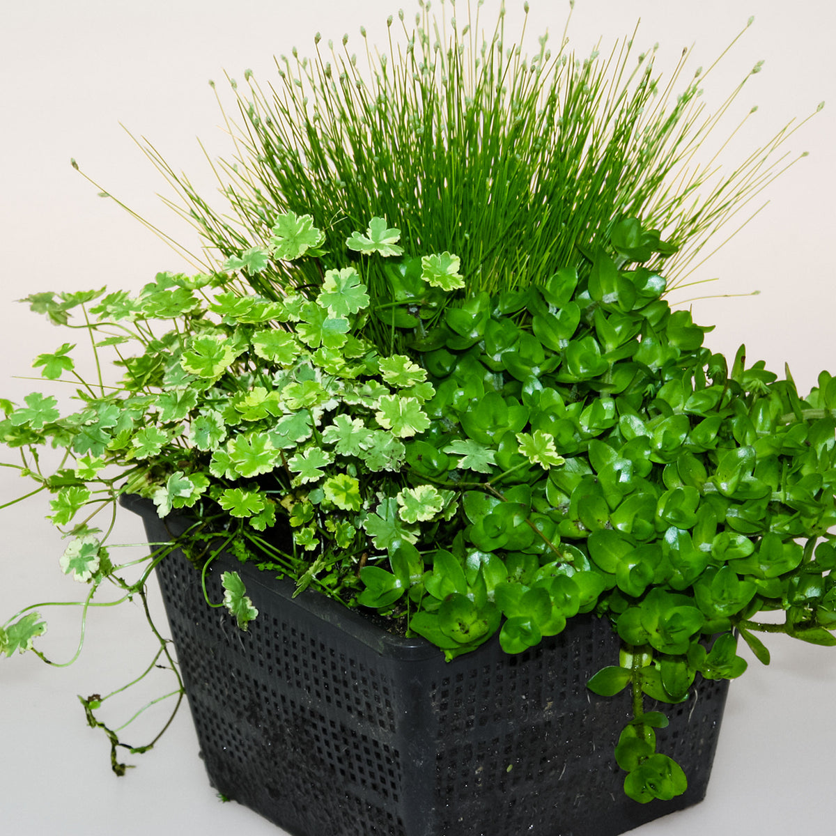 3x Oxygenating aquatic plants - Mix including pond basket