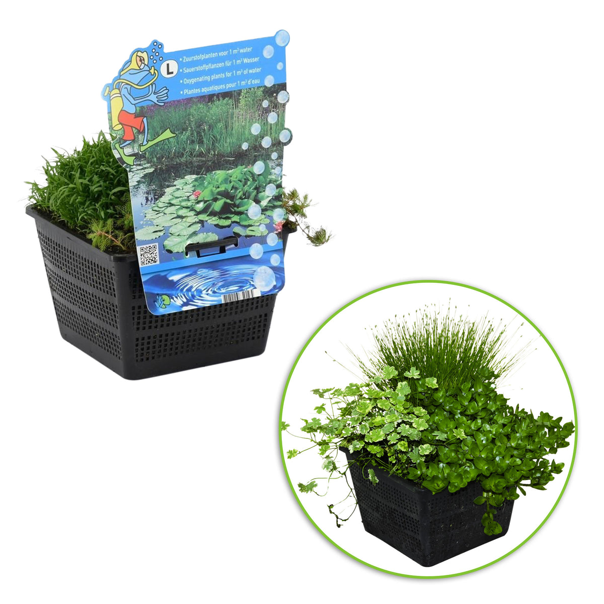 3x Oxygenating aquatic plants - Mix including pond basket