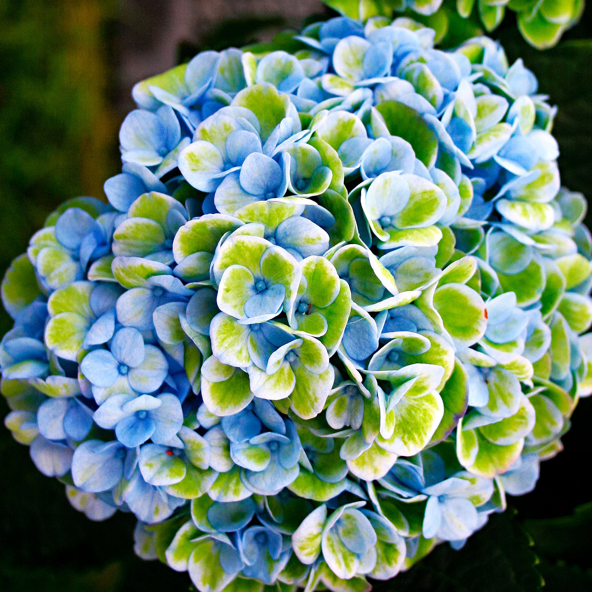 Bigleaf hydrangea Hydrangea 'Revolution Blue' Blue-Green - Hardy plant