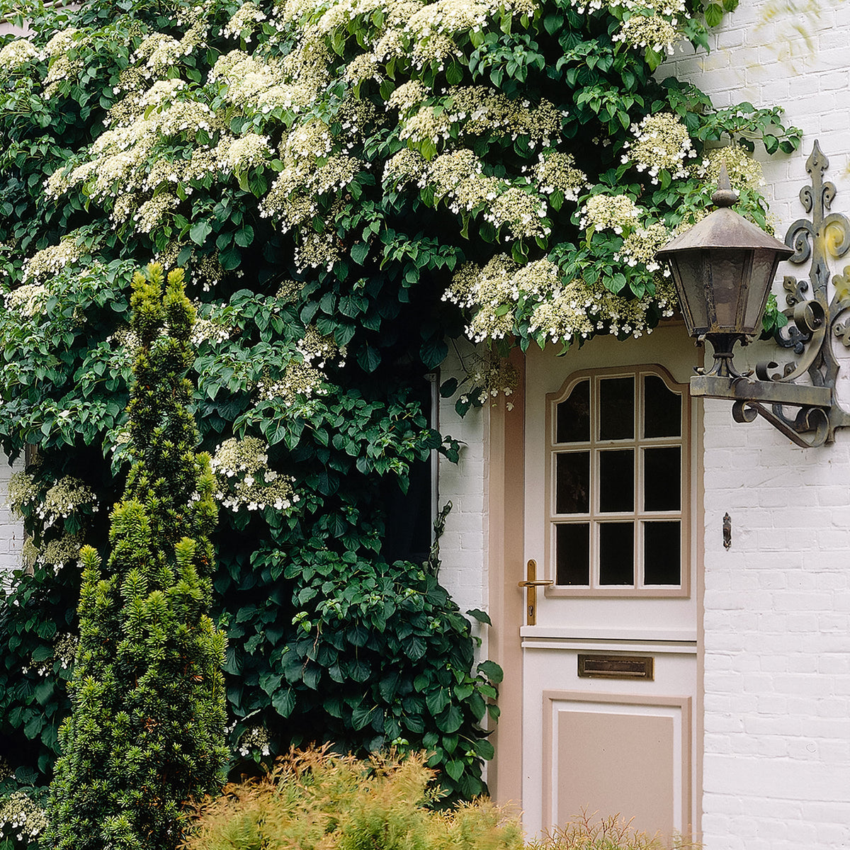 Climbing Hydrangea Hydrangea anomala subsp. petiolaris - Hardy plant