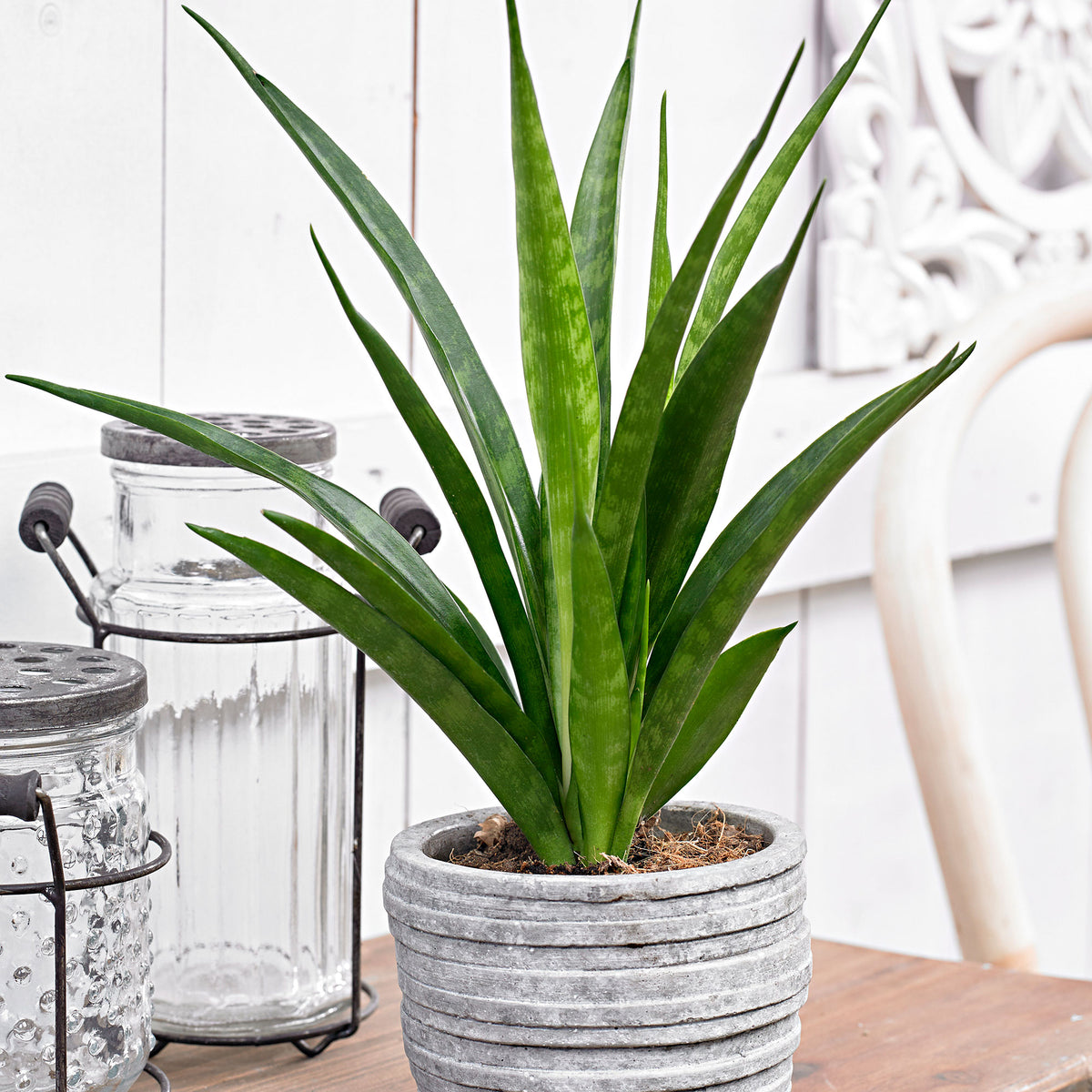 Snake plant Sansevieria 'Friends' incl. blue decorative pot