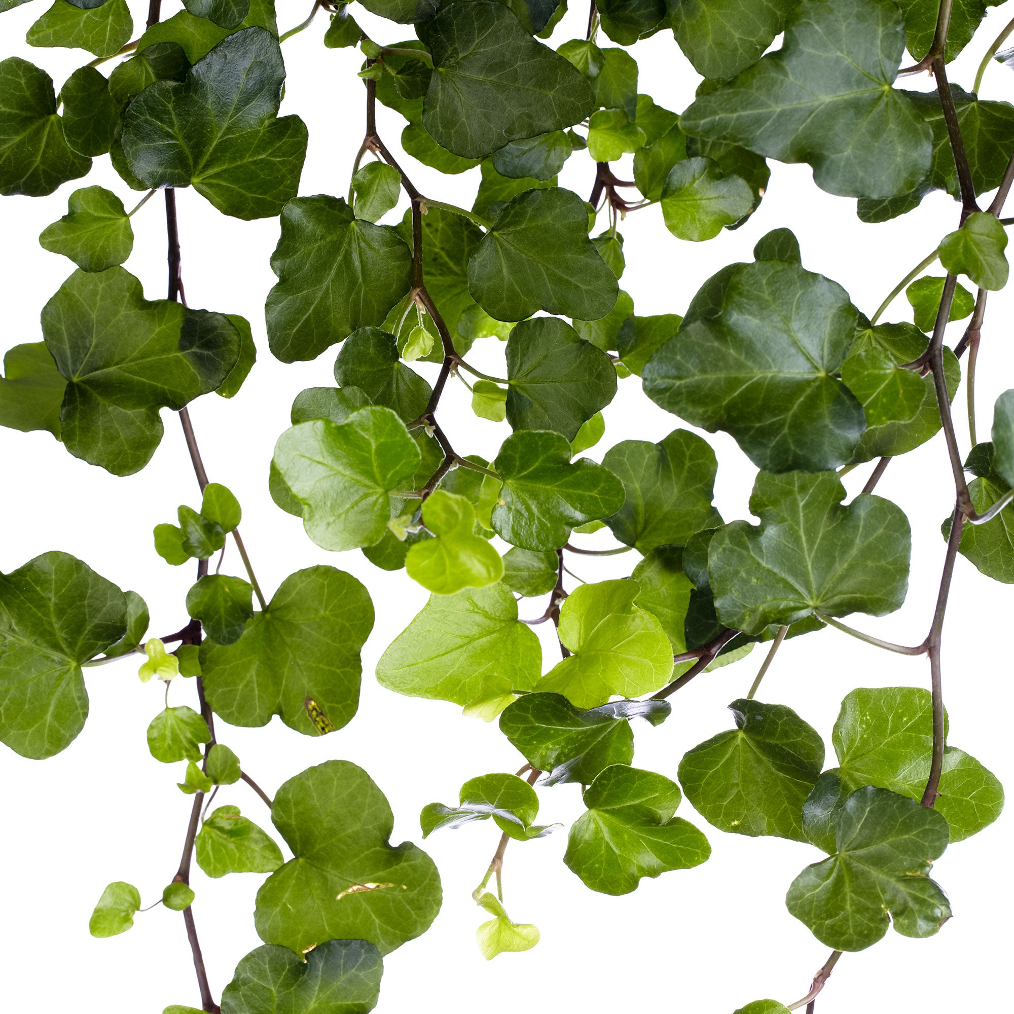 Buy house plants now Ivy Hedera 'Wonder' - Hanging plant