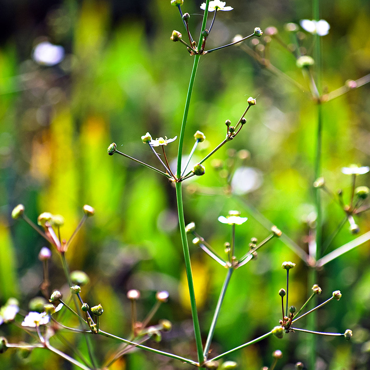Common water plantain Alisma plantago-aquatica white - Marsh plant, waterside plant