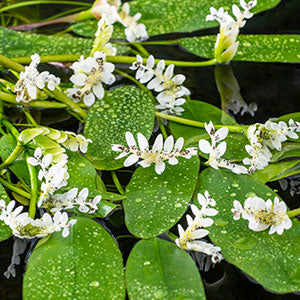Cape water-lily Aponogeton distachyos white