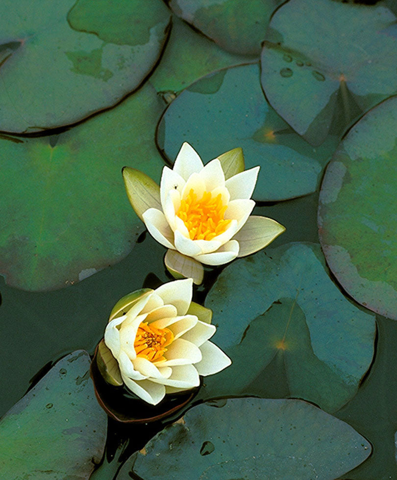 nymphaea pygmaea alba - pygmy white water lily Water lily Nymphaea 'Pygmaea Alba' white